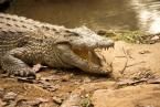 Krokodýl nilský, Crocodylus niloticus madagascariensis,  Madagascar Crocodile