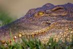 Krokodýl nilský Crocodylus niloticus,  Nile Crocodile