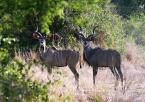 Kudu velký Tragelaphus strepsiceros Greater kudu 