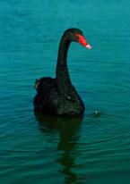 Labuť černá, Cygnus atratus,  Black Swan