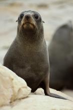 Lachtan Frosterův, Arctocephalus forsteri,  Fur Seal