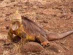 Leguán galapážský, Conolophus subcristatus, Galapagos Land Iguana