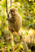 Lemur bambusový, Hapalemur occidentalis, Lesser bamboo lemur 