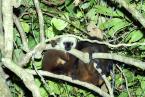 Lemur běločelý, Eulemur albifrons, White-fronted Lemur