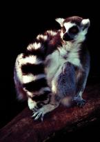 Lemur kata  Lemur catta Ring-tailed Lemur