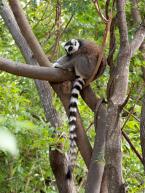 Lemur kata, Lemur catta, Ring-tailed Lemur