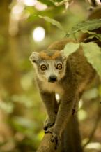 Lemur korunkatý, Eulemur coronatus, Crowned lemur 