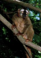 Lemur rudočelý,  Eulemur fulvus rufus,  Red-fronted Lemur 