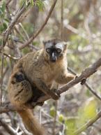  Lemur rudočelý, Eulemur rufifrons, Southern Red-fronted Brown Lemur