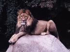 Lev  Panthera leo Lion