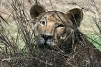 Lev Panthera leo, Lion