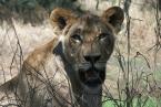 Lev Panthera leo, Lion