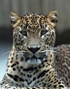 Levhart, cejlonský, Panthera pardus kotiya,  Sri Lanka Leopard 