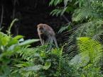 Makak jávský, Macaca fascicularis, Long-tailed Macaque