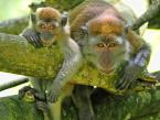 Makak jávský, Macaca fascicularis, Long-tailed Macaque