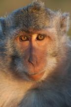 Makak jávský Macaca fascicularis Long-tailed  Macaque