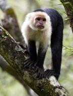Malpa kapucínská, Cebus imitator, Panamanian white-faced capuchin