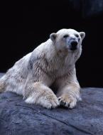 Medvěd lední,  Thalarctos maritimus,  Polar Bear 
