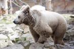 Medvěd plavý, Ursus arctos isabellinus, Himalayan brown bear 