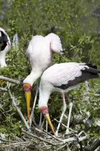 Nesyt africký, Mycteria ibis, Yellow-billed Stork