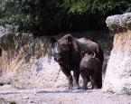 Nosorožec dvourohý,  Diceros bicornis,   Black rhinoceros 