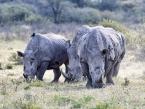 Nosorožec tuponosý jižní, Ceratotherium simum simum, Southern White rhinoceros