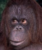 Orangutan bornejský, Pongo p.pygmaeus,  Bornean Orang-utan 