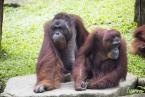 Orangutan sumaterský, Pongo abeli, Sumatran Orang-utan 