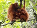 Orangutan sumaterský, Pongo abelii, Sumatran Orang-utan