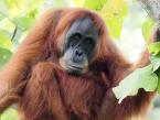 Orangutan sumaterský, Pongo abelii, Sumatran Orang-utan