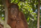 Orangutan sumaterský Pongo p.abelii Sumatran Orang-utan