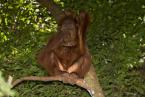 Orangutan sumaterský Pongo p.abelii Sumatran Orang-utan