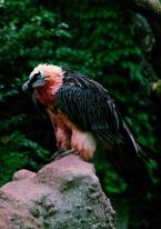 Orlosup bradatý, Gypaetus barbatus,  Bearded Vulture