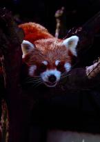 Panda červená, Ailurus fulgens,  Red panda 