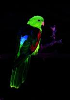 Papoušek červenokřídlý,  Aprosmictus erythropterus, Red-winged Parrot