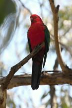 Papoušek královský, Alisteruss scapularis, Australian King-Parrot 