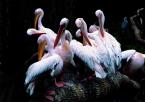 Pelikán bílý, Pelecanus onocrotalus, Great White Pelican