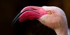 Plameňák růžový, Phoenicopterus ruber roseus, Rosy Flamingo