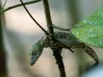 Ploskorep listoocasý, Uroplatus sikorae, Mossy leaf-tailed gecko