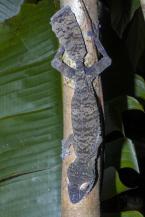 Ploskorep třásnitý, Uroplatus fimbriatus, Flat-tail Gecko 