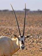 Přímorožec arabský, Oryx leucoryx