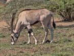 Přímorožec beisa, Oryx gazella beisa, East African Oryx