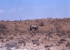 Přímorožec jihoafrický, Oryx g. gazela, Gemsbock