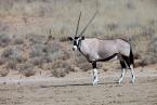Přímorožec jihoafrický, Oryx gazela, Gemsbok