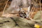Rys karpatský, Lynx lynx carpaticus, Carpathian lynx