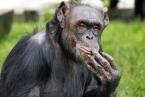 Šimpanz hornoguinejský, Pan troglodytes verus