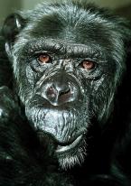 Šimpanz,  Pan troglodytes,  African Chimpanzee  