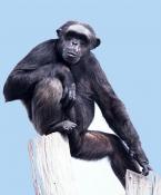 Šimpanz,  Pan troglodytes,  African Chimpanzee  