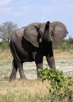 Slon africký  Loxodonta africana  African elephant