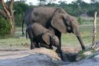 Slon africký  Loxodonta africana  African elephant